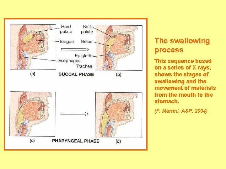 The swallowing process This sequence based on a series of X rays, shows the