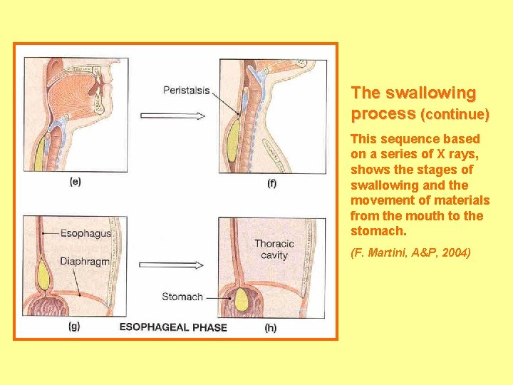 The swallowing process (continue) This sequence based on a series of X rays, shows