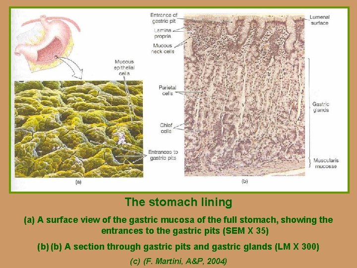 The stomach lining (a) A surface view of the gastric mucosa of the full