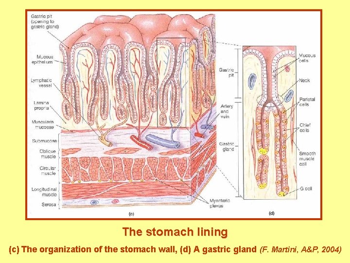 The stomach lining (c) The organization of the stomach wall, (d) A gastric gland