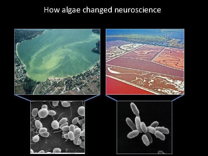 How algae changed neuroscience 