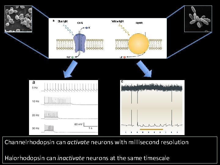 Channelrhodopsin can activate neurons with millisecond resolution Halorhodopsin can inactivate neurons at the same