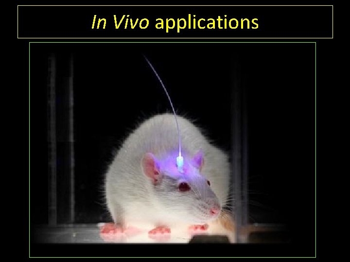 In Vivo applications 