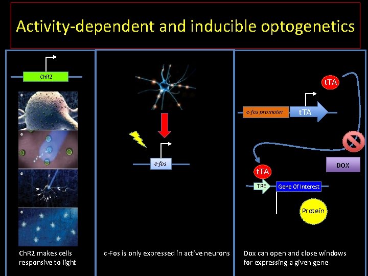 Activity-dependent and inducible optogenetics Ch. R 2 t. TA c-fos promoter c-fos t. TA