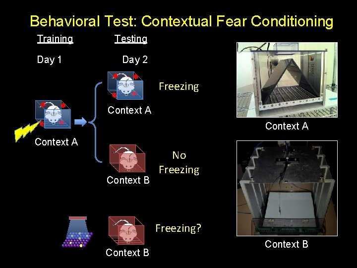 Behavioral Test: Contextual Fear Conditioning Training Day 1 Testing Day 2 Freezing Context A