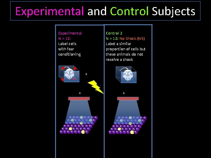 Experimental and Control Subjects Control 2 N = 12: No Shock (NS) Label a