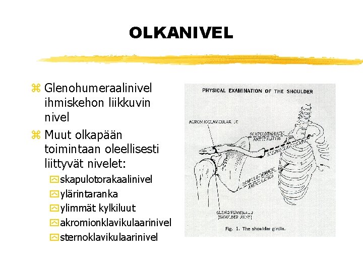 OLKANIVEL z Glenohumeraalinivel ihmiskehon liikkuvin nivel z Muut olkapään toimintaan oleellisesti liittyvät nivelet: y