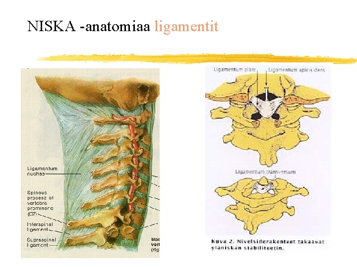 NISKA -anatomiaa ligamentit 