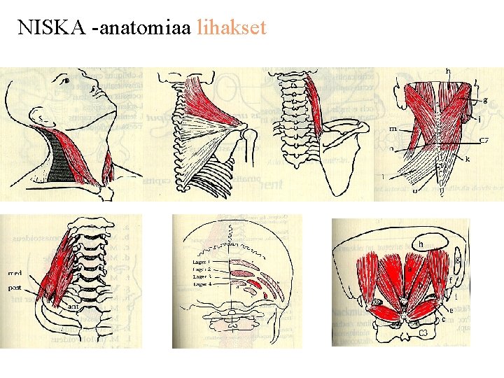 NISKA -anatomiaa lihakset 