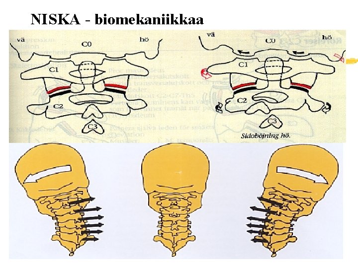 NISKA - biomekaniikkaa 