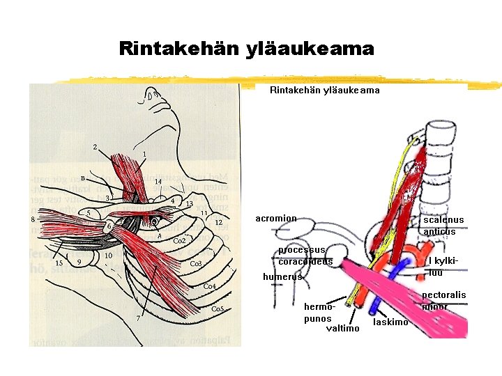 Rintakehän yläaukeama 