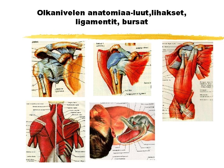 Olkanivelen anatomiaa-luut, lihakset, ligamentit, bursat 