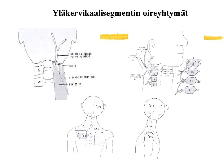 Yläkervikaalisegmentin oireyhtymät 