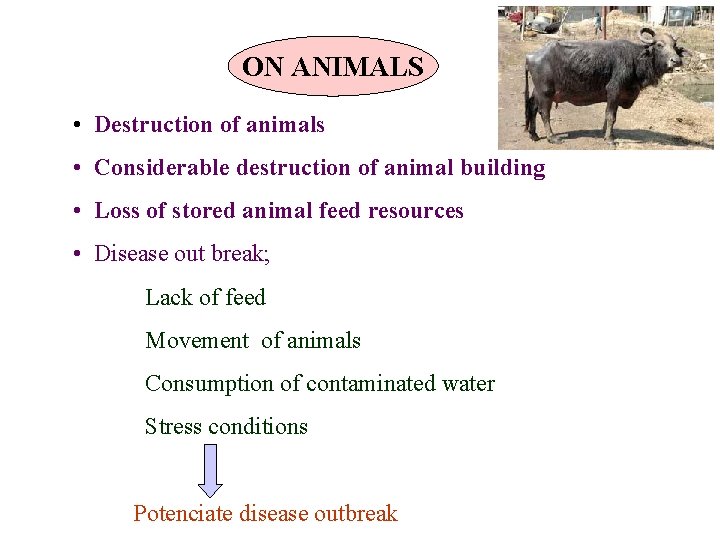 ON ANIMALS • Destruction of animals • Considerable destruction of animal building • Loss