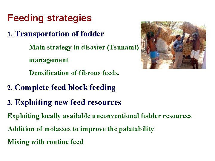 Feeding strategies 1. Transportation of fodder Main strategy in disaster (Tsunami) management Densification of