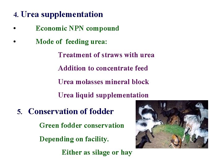 4. Urea supplementation • Economic NPN compound • Mode of feeding urea: Treatment of