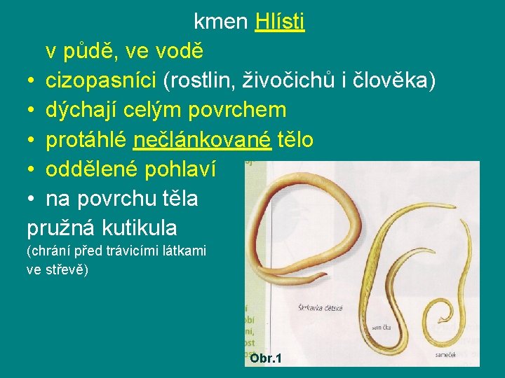 kmen Hlísti v půdě, ve vodě • cizopasníci (rostlin, živočichů i člověka) • dýchají