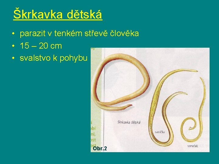 Škrkavka dětská • parazit v tenkém střevě člověka • 15 – 20 cm •