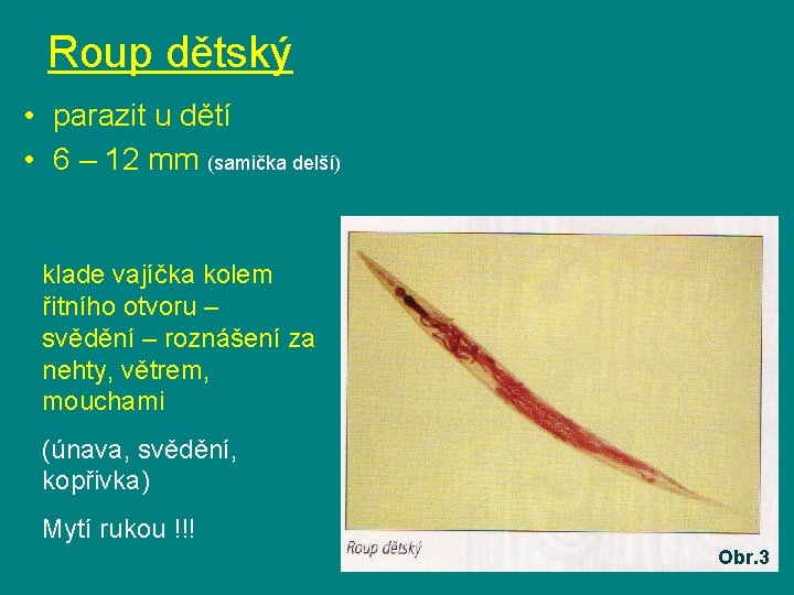 Roup dětský • parazit u dětí • 6 – 12 mm (samička delší) klade