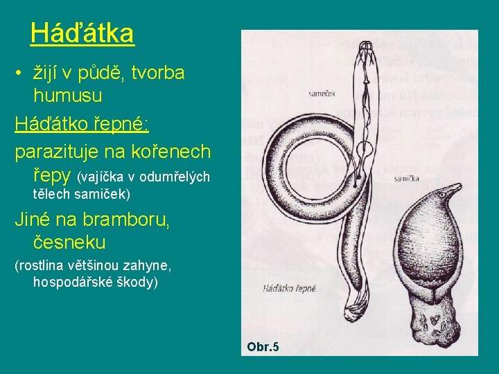 Háďátka • žijí v půdě, tvorba humusu Háďátko řepné: parazituje na kořenech řepy (vajíčka