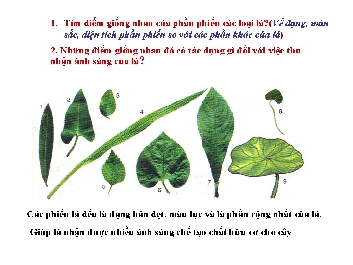 1. Tìm điểm giống nhau của phần phiến các loại lá? (Về dạng, màu