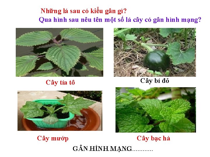 Những lá sau có kiểu gân gì? Qua hình sau nêu tên một số