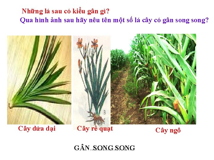 Những lá sau có kiểu gân gì? Qua hình ảnh sau hãy nêu tên