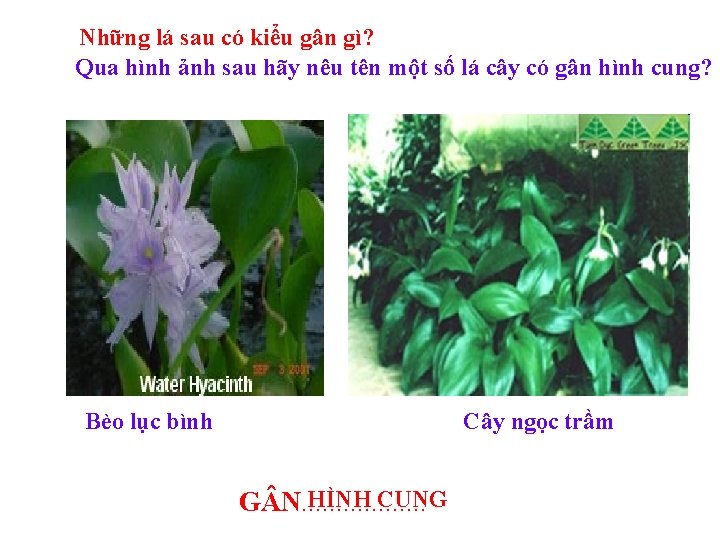 Những lá sau có kiểu gân gì? Qua hình ảnh sau hãy nêu tên