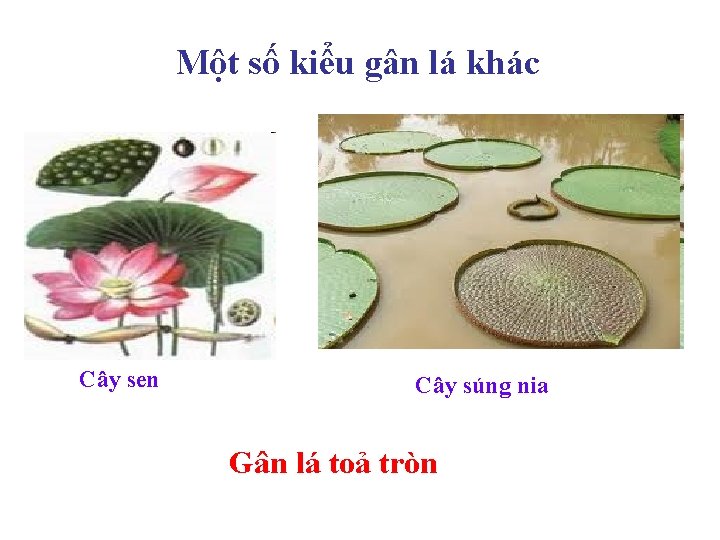 Một số kiểu gân lá khác Cây sen Cây súng nia Gân lá toả