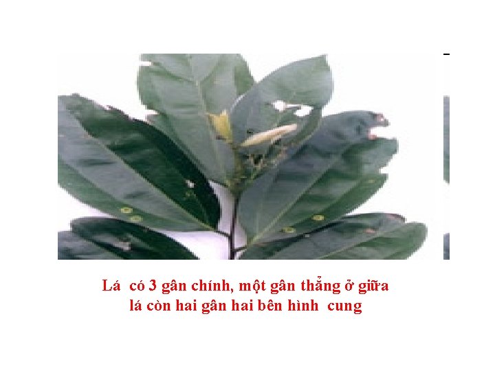 Lá có 3 gân chính, một gân thẳng ở giữa lá còn hai gân