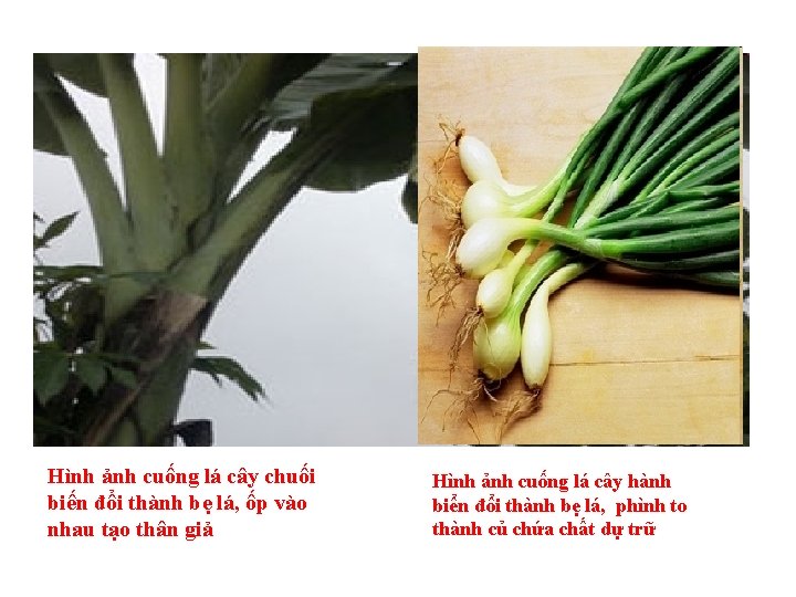 Hình ảnh cuống lá cây chuối biến đổi thành bẹ lá, ốp vào nhau