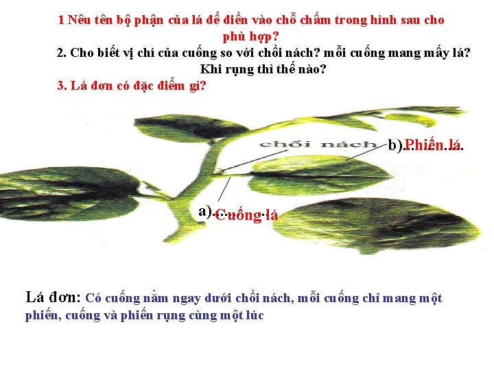 1 Nêu tên bộ phận của lá để điền vào chỗ chấm trong hình