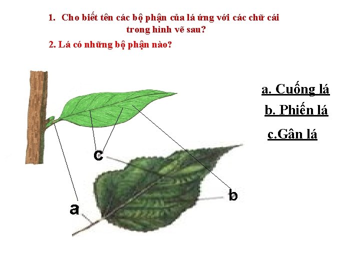 1. Cho biết tên các bộ phận của lá ứng với các chữ cái