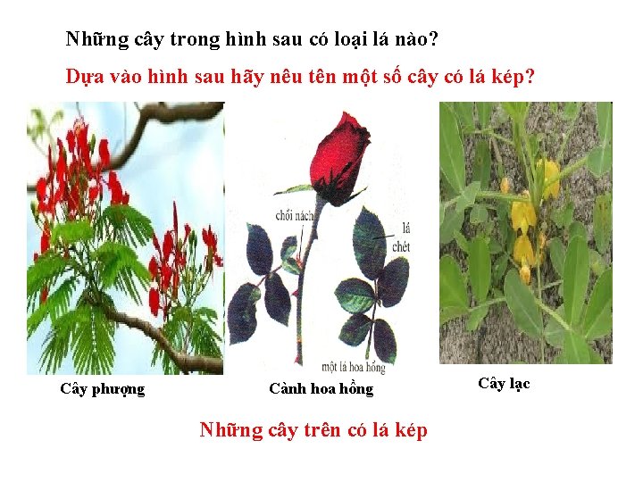 Những cây trong hình sau có loại lá nào? Dựa vào hình sau hãy