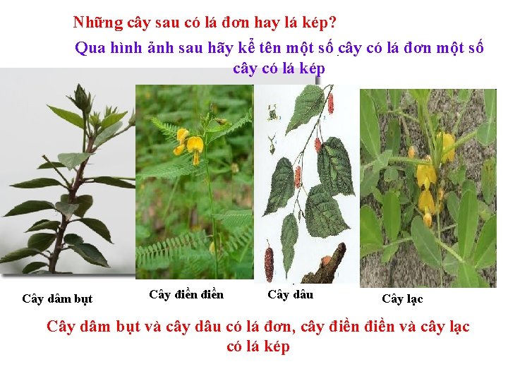 Những cây sau có lá đơn hay lá kép? Qua hình ảnh sau hãy