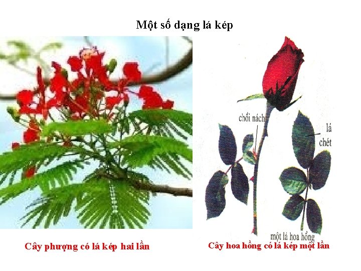 Một số dạng lá kép Cây phượng có lá kép hai lần Cây hoa