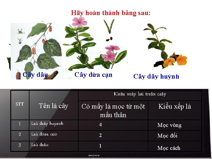 Hãy hoàn thành bảng sau: Cây dâu Cây dừa cạn Cây dây huỳnh Kieåu