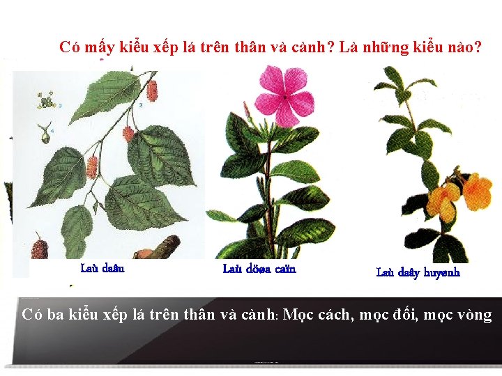 Có mấy kiểu xếp lá trên thân và cành? Là những kiểu nào? Laù