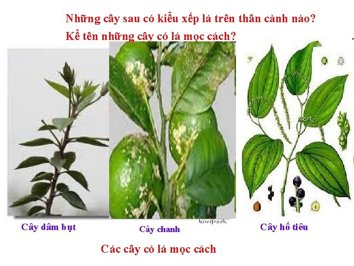 Những cây sau có kiểu xếp lá trên thân cành nào? Kể tên những