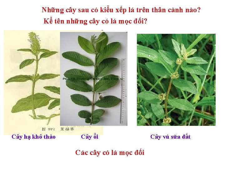 Những cây sau có kiểu xếp lá trên thân cành nào? Kể tên những