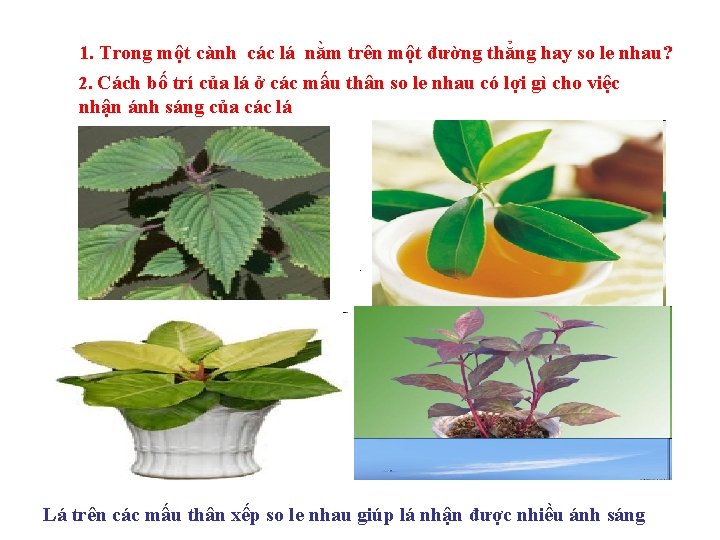 1. Trong một cành các lá nằm trên một đường thẳng hay so le