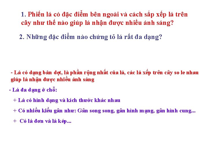 1. Phiến lá có đặc điểm bên ngoài và cách sắp xếp lá trên