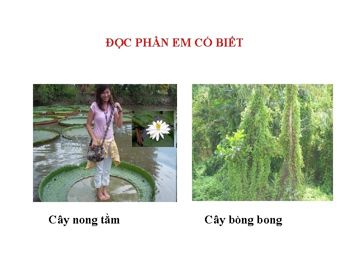 ĐỌC PHẦN EM CÓ BIẾT Cây nong tằm Cây bòng bong 