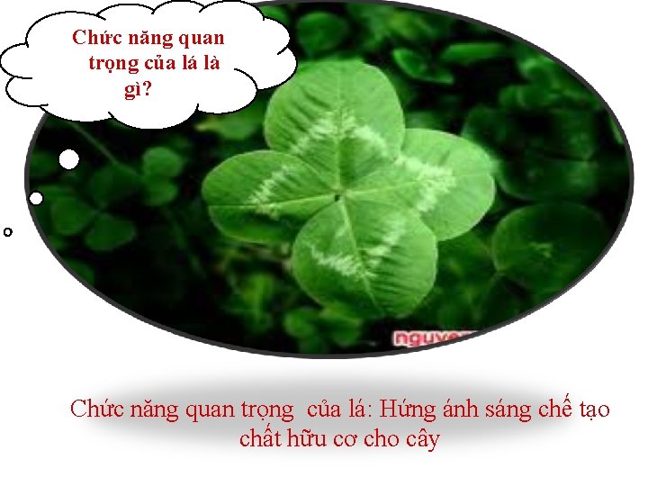 Chức năng quan trọng của lá là gì? Chức năng quan trọng của lá: