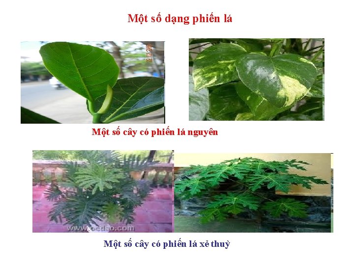 Một số dạng phiến lá Một số cây có phiến lá nguyên Một số