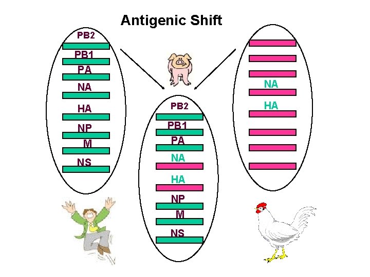 Antigenic Shift PB 2 PB 1 PA NA NA HA PB 2 NP M Antigenic Shift PB 2 PB 1 PA NA NA HA PB 2 NP M