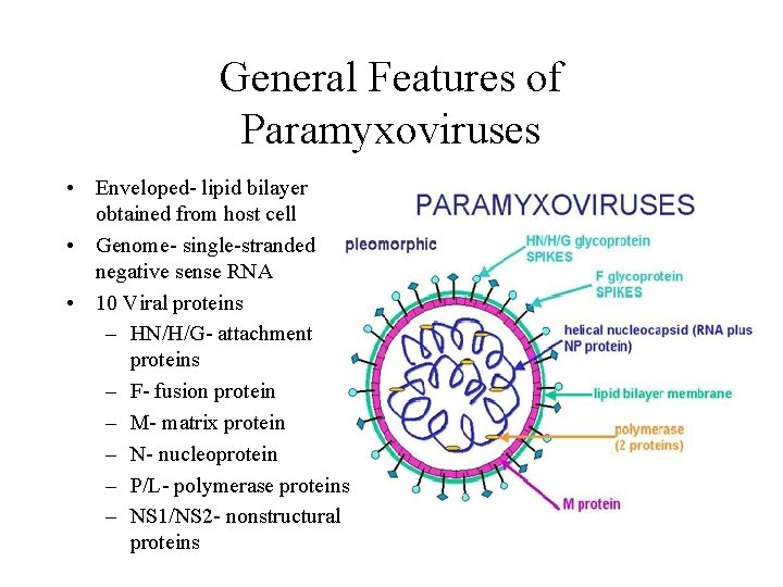 General Features of Paramyxoviruses • Enveloped- lipid bilayer obtained from host cell • Genome- General Features of Paramyxoviruses • Enveloped- lipid bilayer obtained from host cell • Genome-