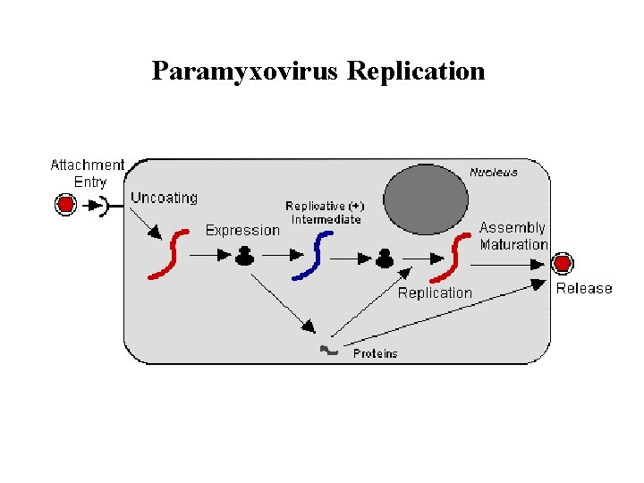 Paramyxovirus Replication Paramyxovirus Replication