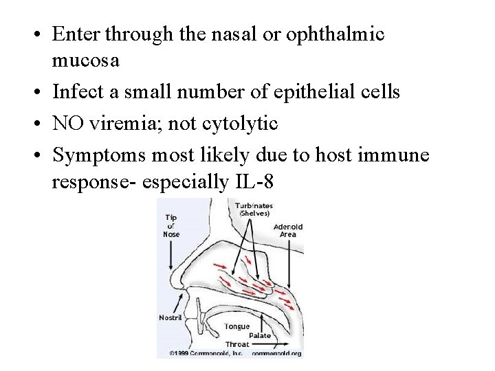 • Enter through the nasal or ophthalmic mucosa • Infect a small number • Enter through the nasal or ophthalmic mucosa • Infect a small number