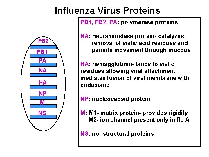 Influenza Virus Proteins PB 1, PB 2, PA: polymerase proteins PB 2 PB 1 Influenza Virus Proteins PB 1, PB 2, PA: polymerase proteins PB 2 PB 1